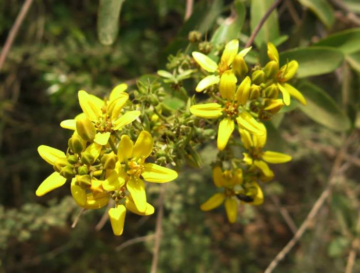 Tristellateia greveana (Malpighiaceae)