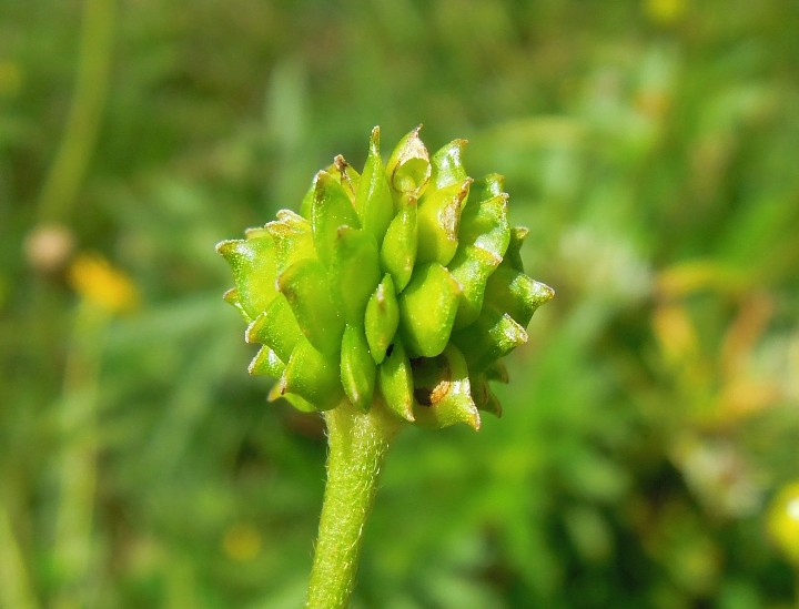 <i>Ranunculus acris</i> L.