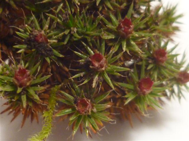 Polytrichaceae: Polytrichum piliferum Hedw. (Bryophyta)