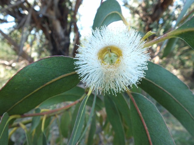 <i>Eucalyptus globulus</i> Labill.