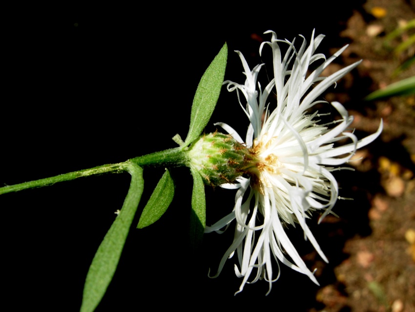 Centaurea sp. (2).jpg