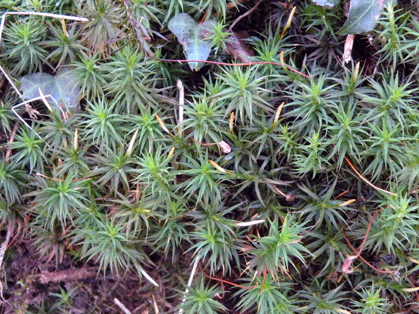 Polytrichaceae: Polytrichum commune Hedw. (Bryophyta)