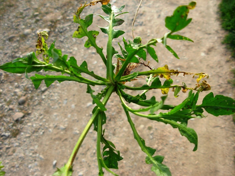 <i>Capsella bursa-pastoris</i> (L.) Medik. subsp. <i>bursa-pastoris</i>