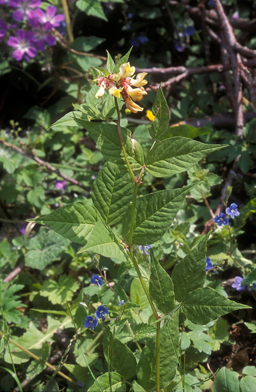 <i>Vicia oroboides</i> Wulfen