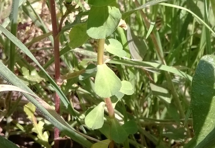 <i>Euphorbia helioscopia</i> L. subsp. <i>helioscopia</i>