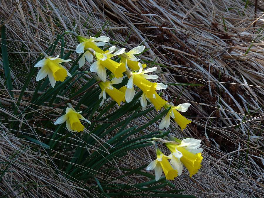 <i>Narcissus pseudonarcissus</i> L.