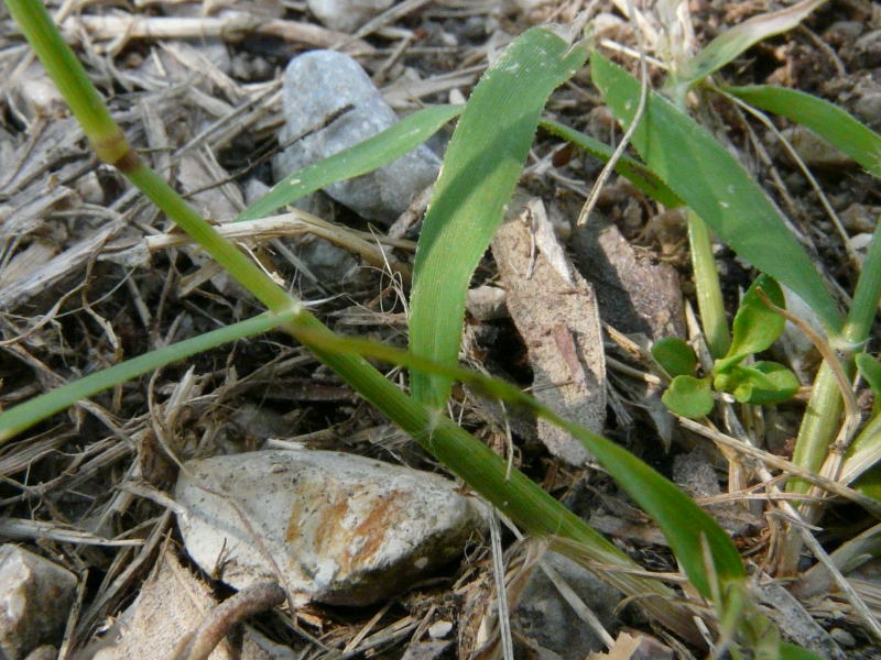 <i>Eragrostis cilianensis</i> (All.) Vignolo ex Janch. subsp. <i>cilianensis</i>