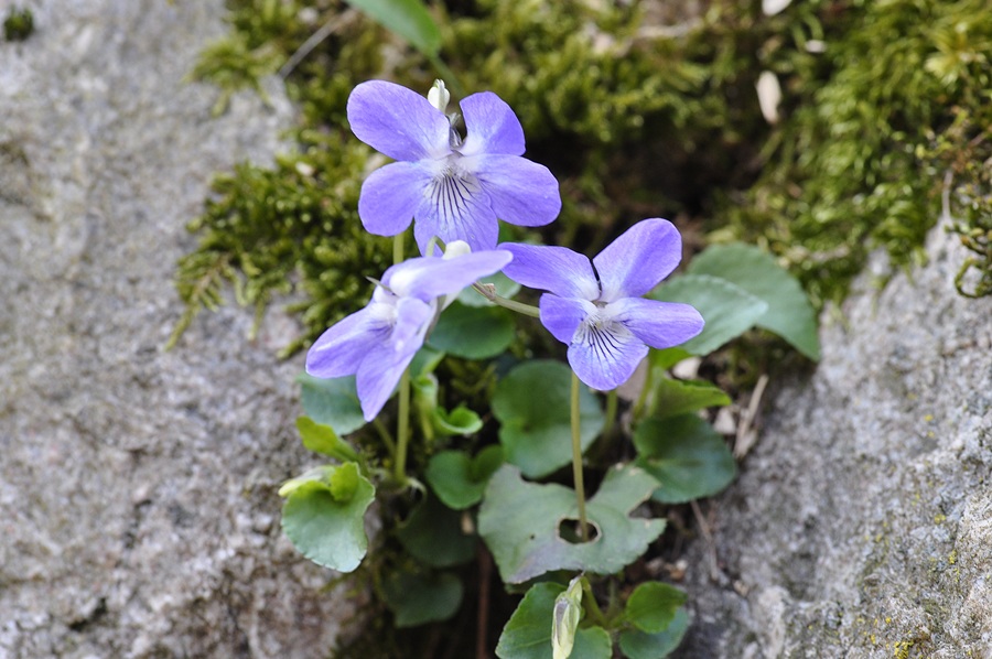 <i>Viola riviniana</i> Rchb.