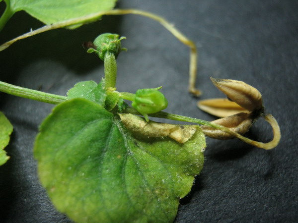 <i>Viola biflora</i> L.