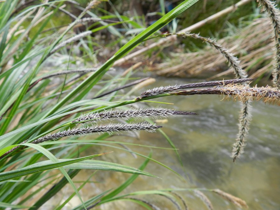 Carex panormitana