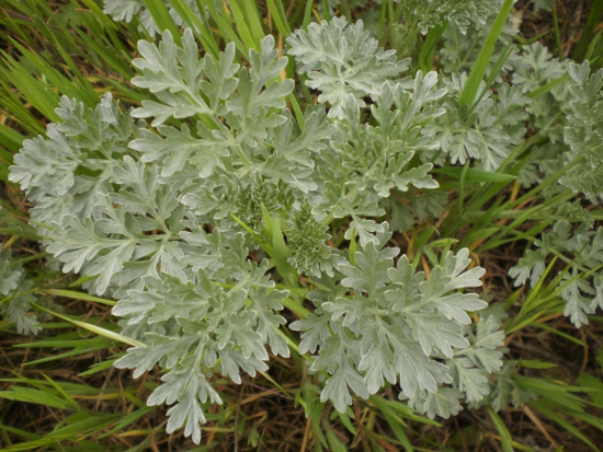 <i>Artemisia absinthium</i> L.