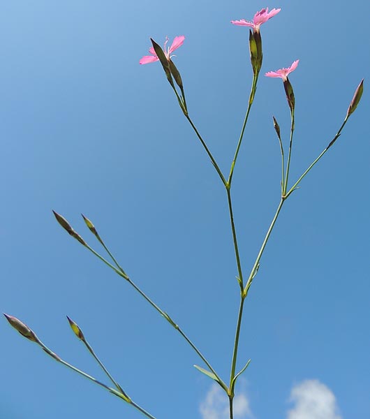 <i>Dianthus deltoides</i> L. subsp. <i>deltoides</i>