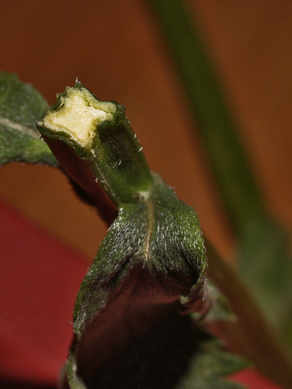 <i>Verbena brasiliensis</i> Vell.
