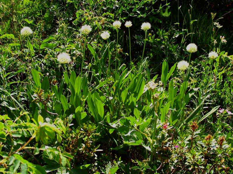 Allium victorialis 1.jpg