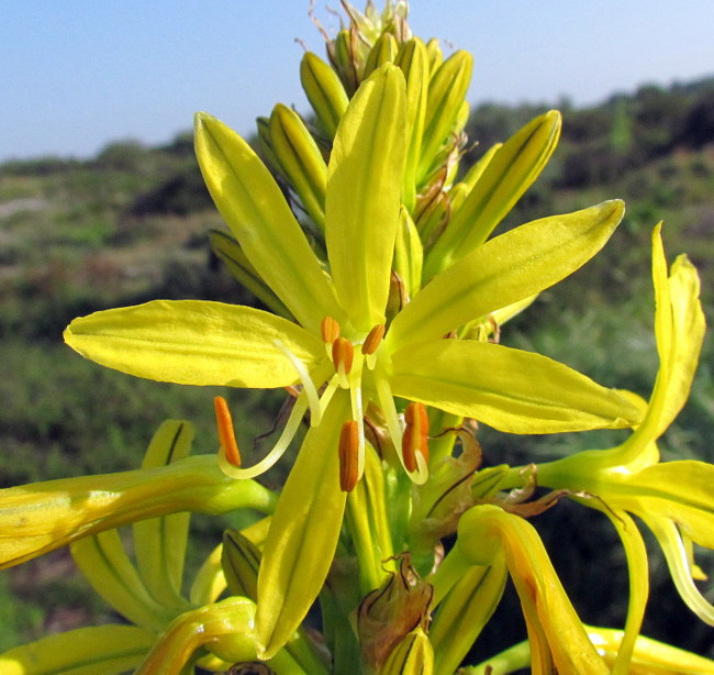 <i>Asphodeline lutea</i> (L.) Rchb.