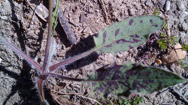 <i>Hieracium glaucinum</i> Jord.
