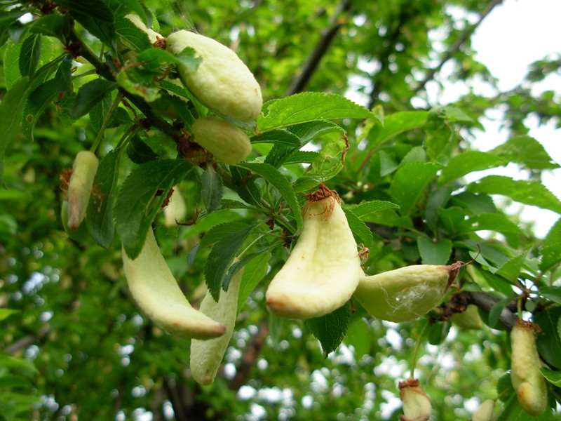 Taphrina pruni (Ick.) Tul. su Prunus cerasifera Ehrh.