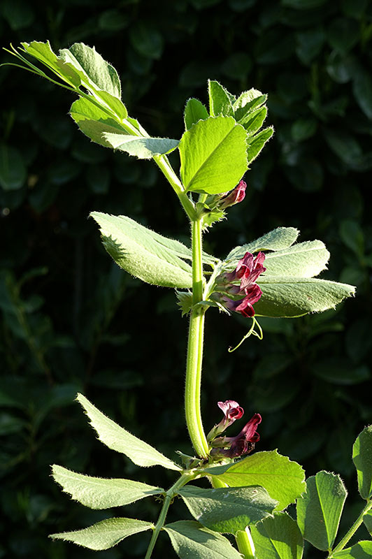 <i>Vicia serratifolia</i> Jacq.