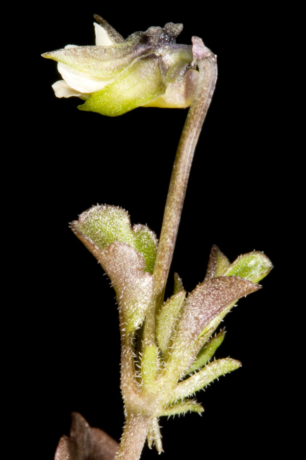 <i>Viola kitaibeliana</i> Schult.
