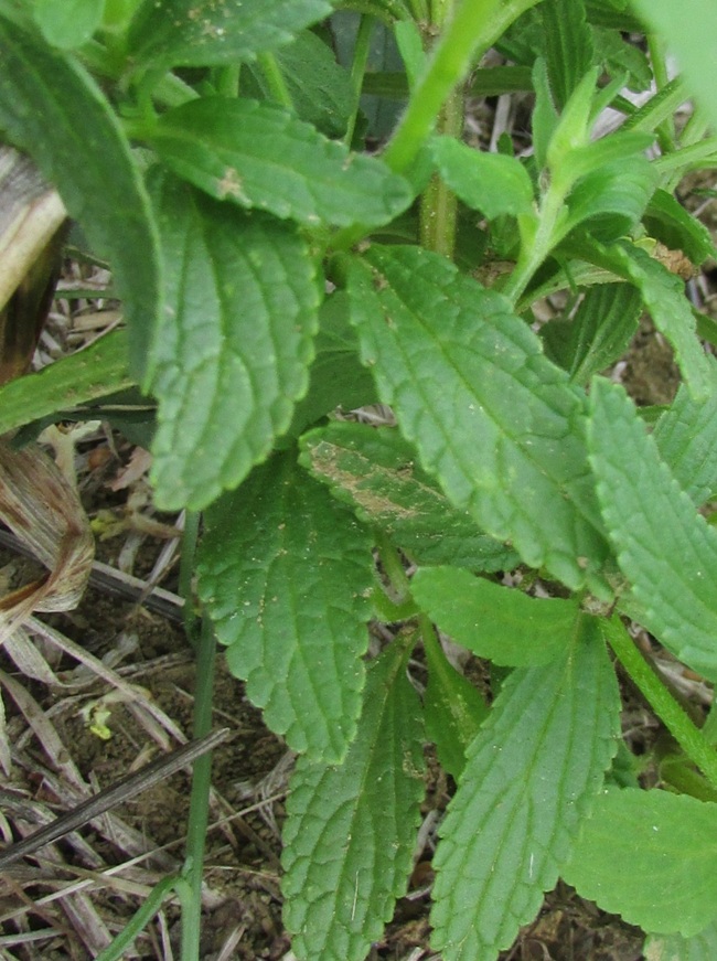<i>Stachys annua</i> (L.) L. subsp. <i>annua</i>