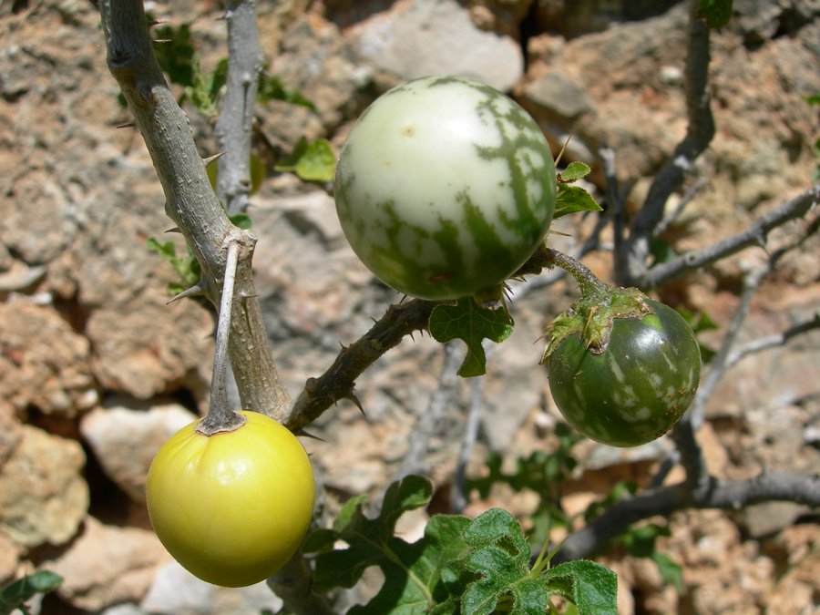 Solanum_linneanum_33630_158771.jpg