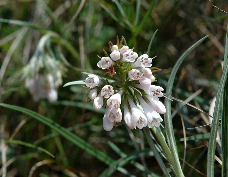 <i>Moltkia suffruticosa</i> (L.) Brand subsp. <i>suffruticosa</i>