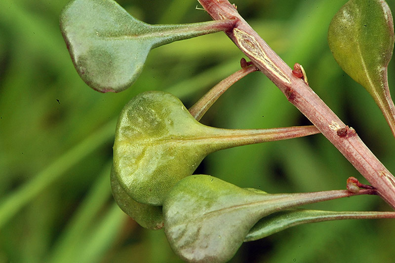 <i>Sesamoides spathulifolia</i> (Revelière ex Boreau) Rothm.