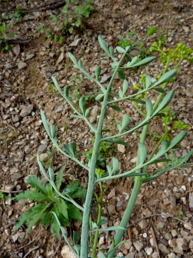 <i>Ruta angustifolia</i> Pers.