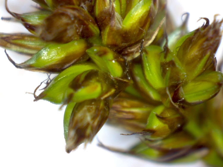 <i>Carex divisa</i> Huds.