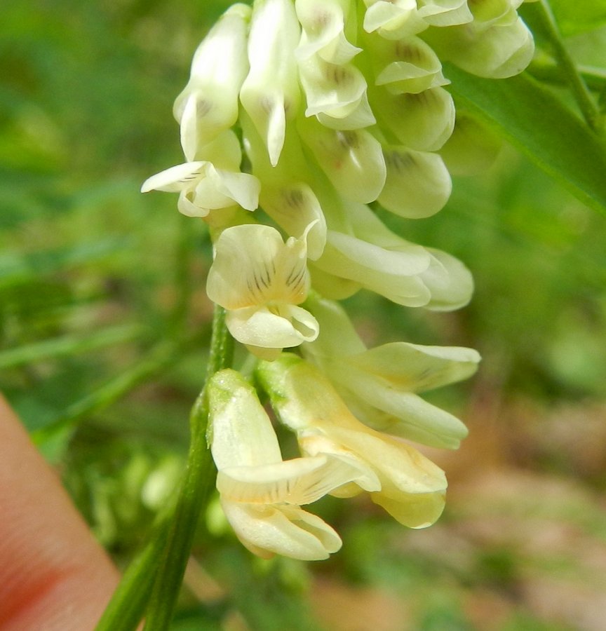 <i>Vicia ochroleuca</i> Ten. subsp. <i>ochroleuca</i>