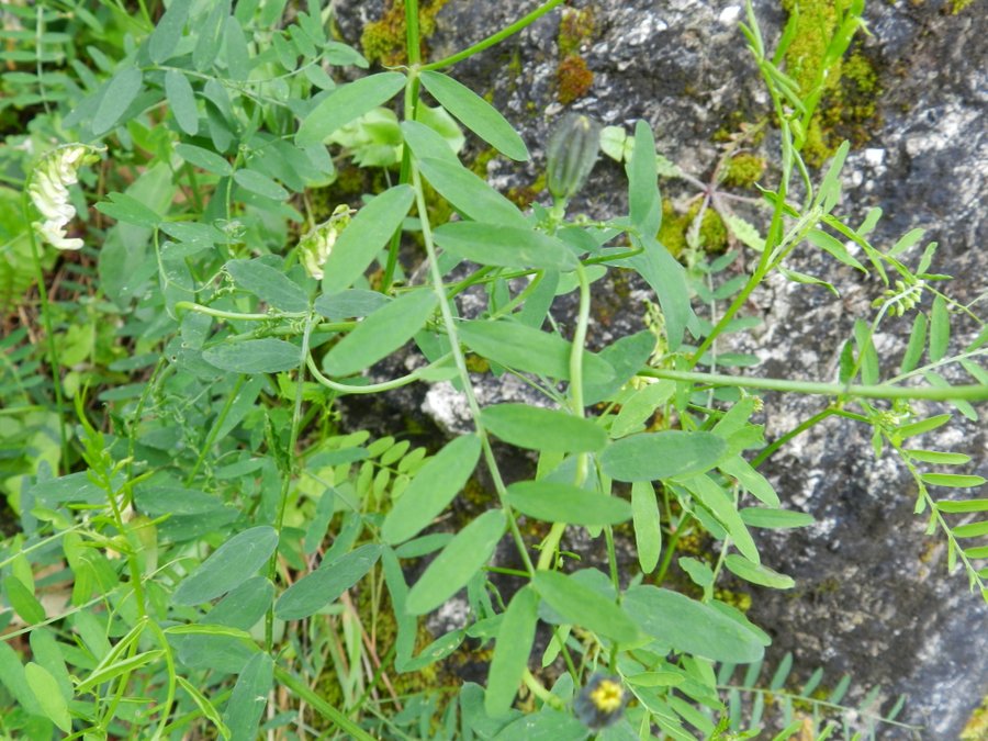 <i>Vicia ochroleuca</i> Ten. subsp. <i>ochroleuca</i>