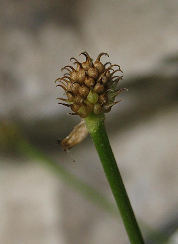 <i>Ranunculus bilobus</i> Bertol.