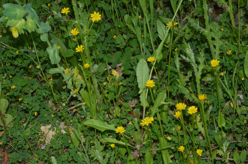 <i>Crepis zacintha</i> (L.) Loisel.