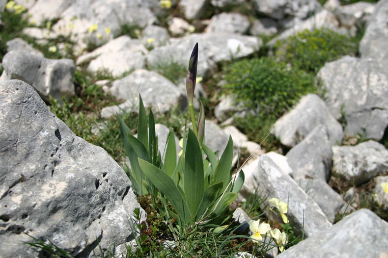 <i>Iris sabina</i> N.Terracc.