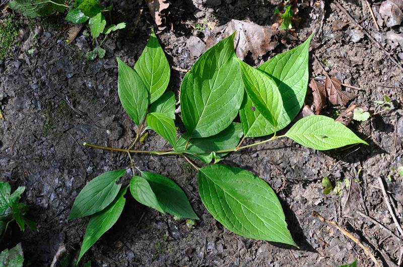 <i>Cornus sericea</i> L. subsp. <i>sericea</i>