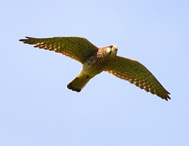  Falco tinnunculus (Linnaeus, 1758)