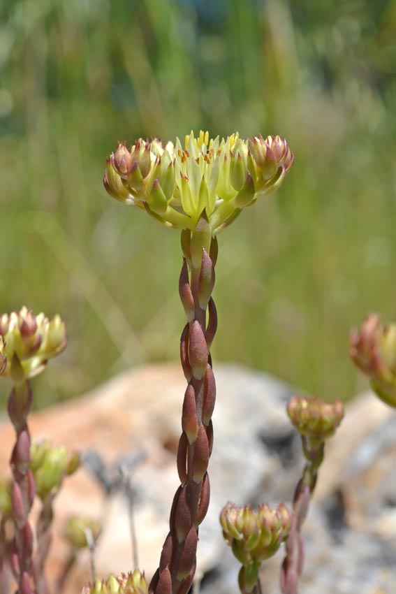 <i>Petrosedum ochroleucum</i> (Chaix) Niederle