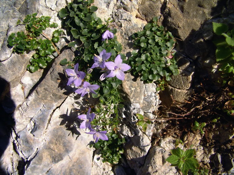 1Campanula fragilis Cyr. subsp. fragilis  Campanula napoletana 00181.jpg
