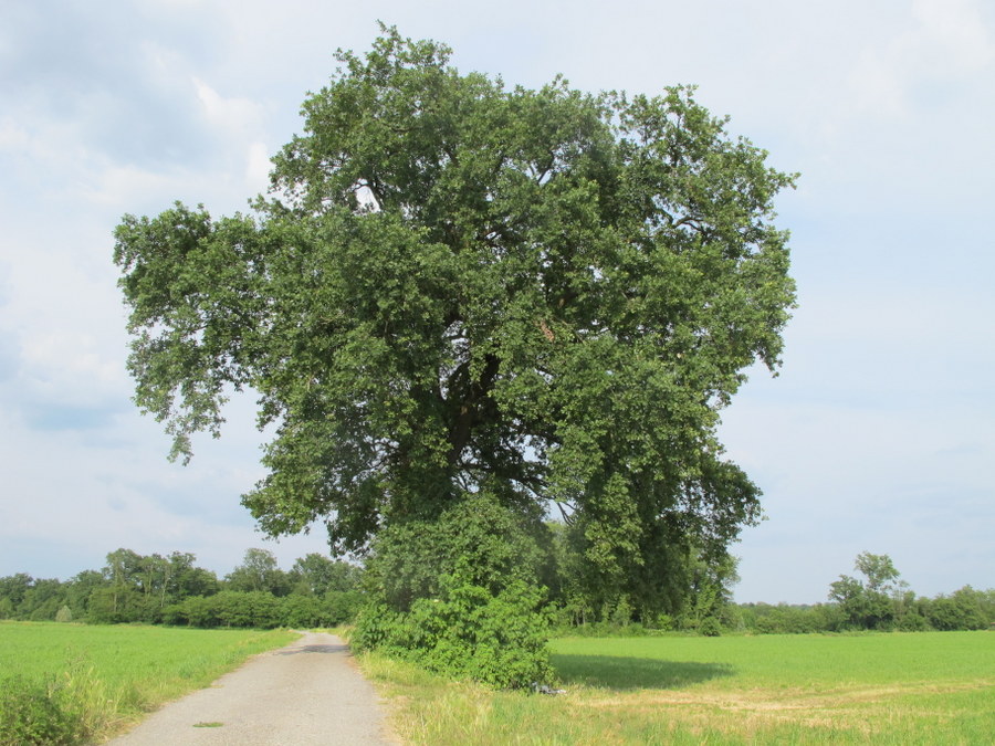 <i>Quercus robur</i> L.