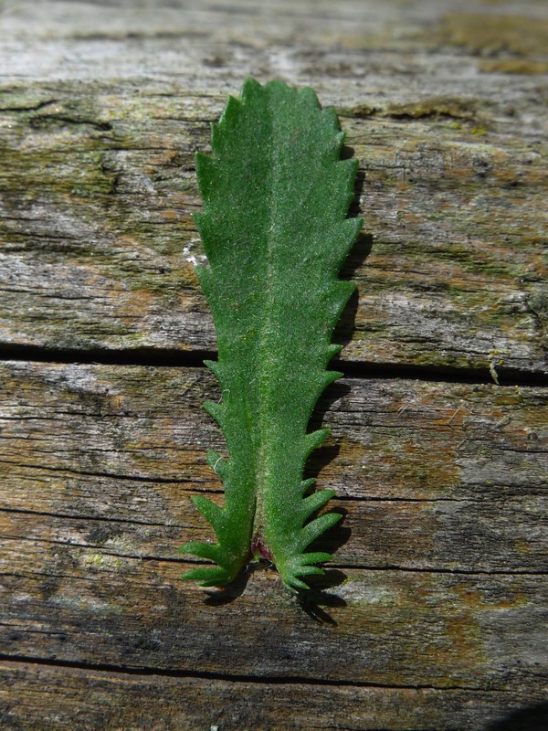 <i>Leucanthemum ircutianum</i> DC.