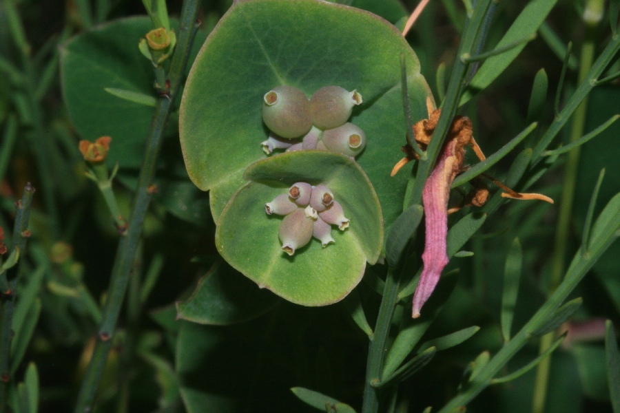 <i>Lonicera implexa</i> Aiton subsp. <i>implexa</i>