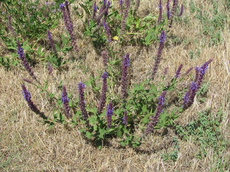<i>Salvia nemorosa</i> L. subsp. <i>nemorosa</i>