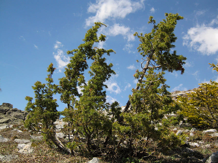 Juniperus_communis_61129_279510.jpg