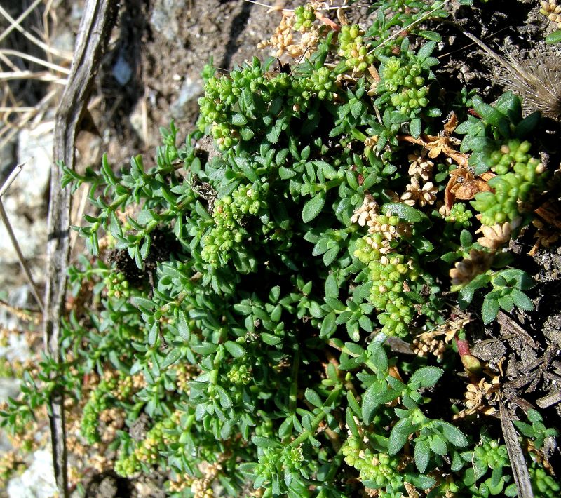 <i>Herniaria glabra</i> L. subsp. <i>glabra</i>