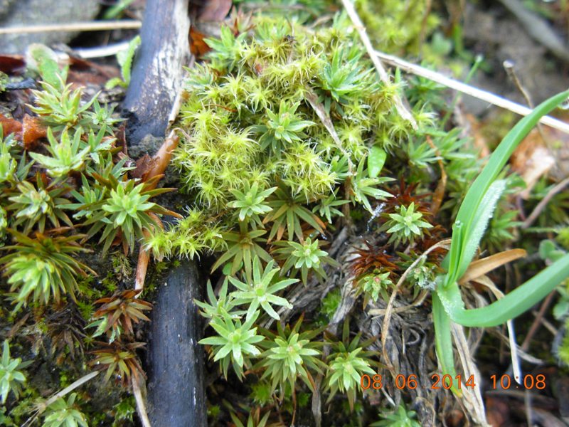 Grimmiaceae: Racomitrium canescens (Hedw.) Brid. + Polytrichaceae: Pogonatum urnigerum (Hedw.) P. Beauv. (Bryophyta)