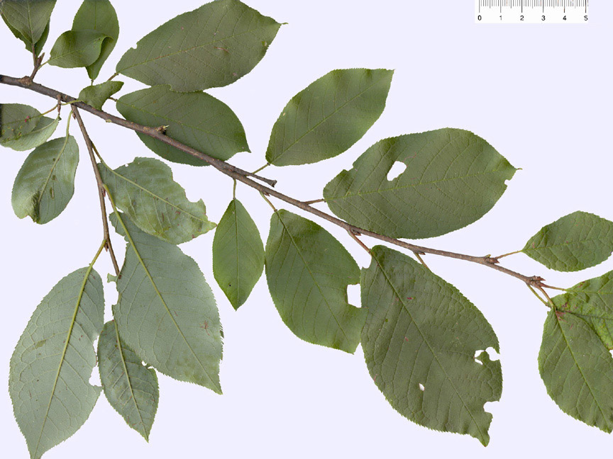<i>Prunus padus</i> L.
