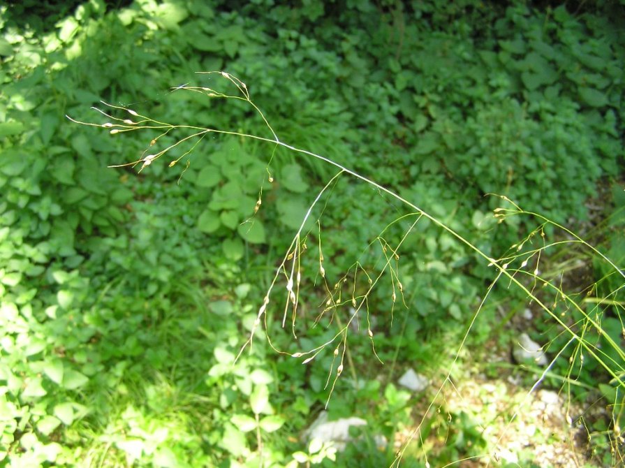 <i>Achnatherum virescens</i> (Trin.) Banfi, Galasso & Bartolucci