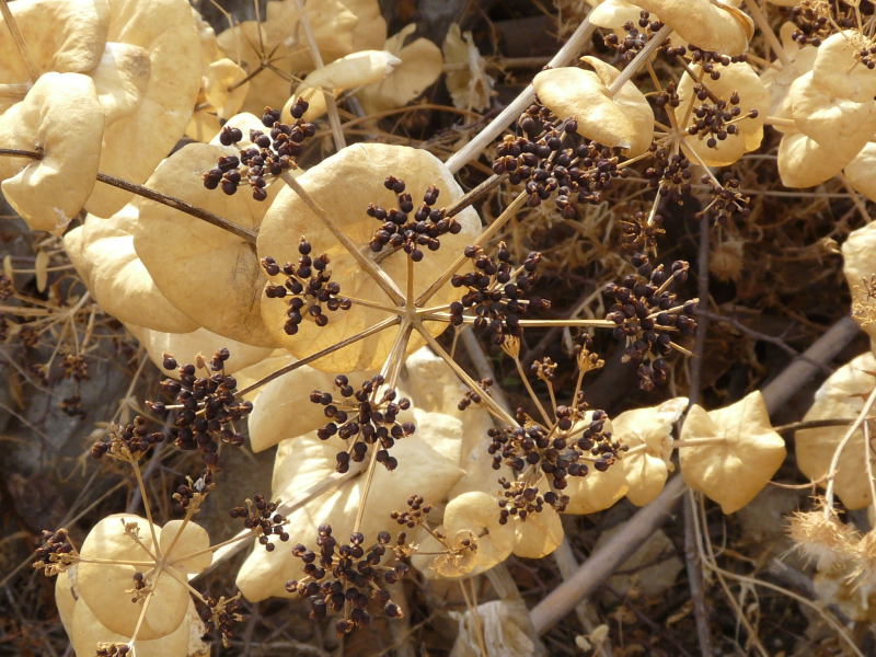 <i>Smyrnium perfoliatum</i> L. subsp. <i>rotundifolium</i> (Mill.) Bonnier & Layens