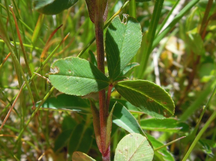 <i>Trifolium badium</i> Schreb.