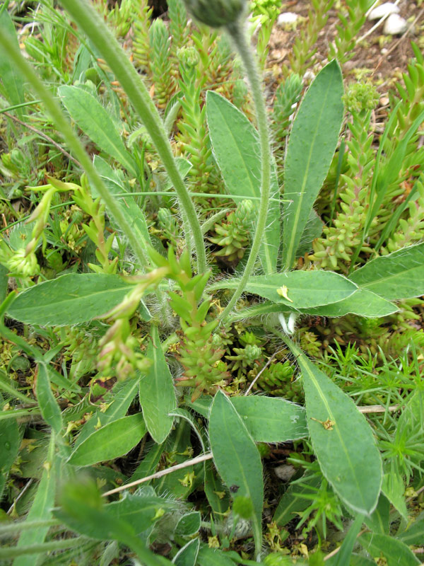 <i>Pilosella hoppeana</i> (Schult.) F.W.Schultz & Sch.Bip. subsp. <i>macrantha</i> (Ten.) S.Bräut. & Greuter